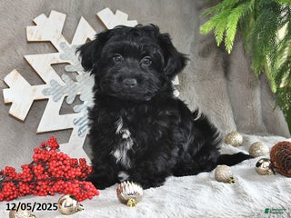 Yorkiepoo dogs Cocoa - Ad 20