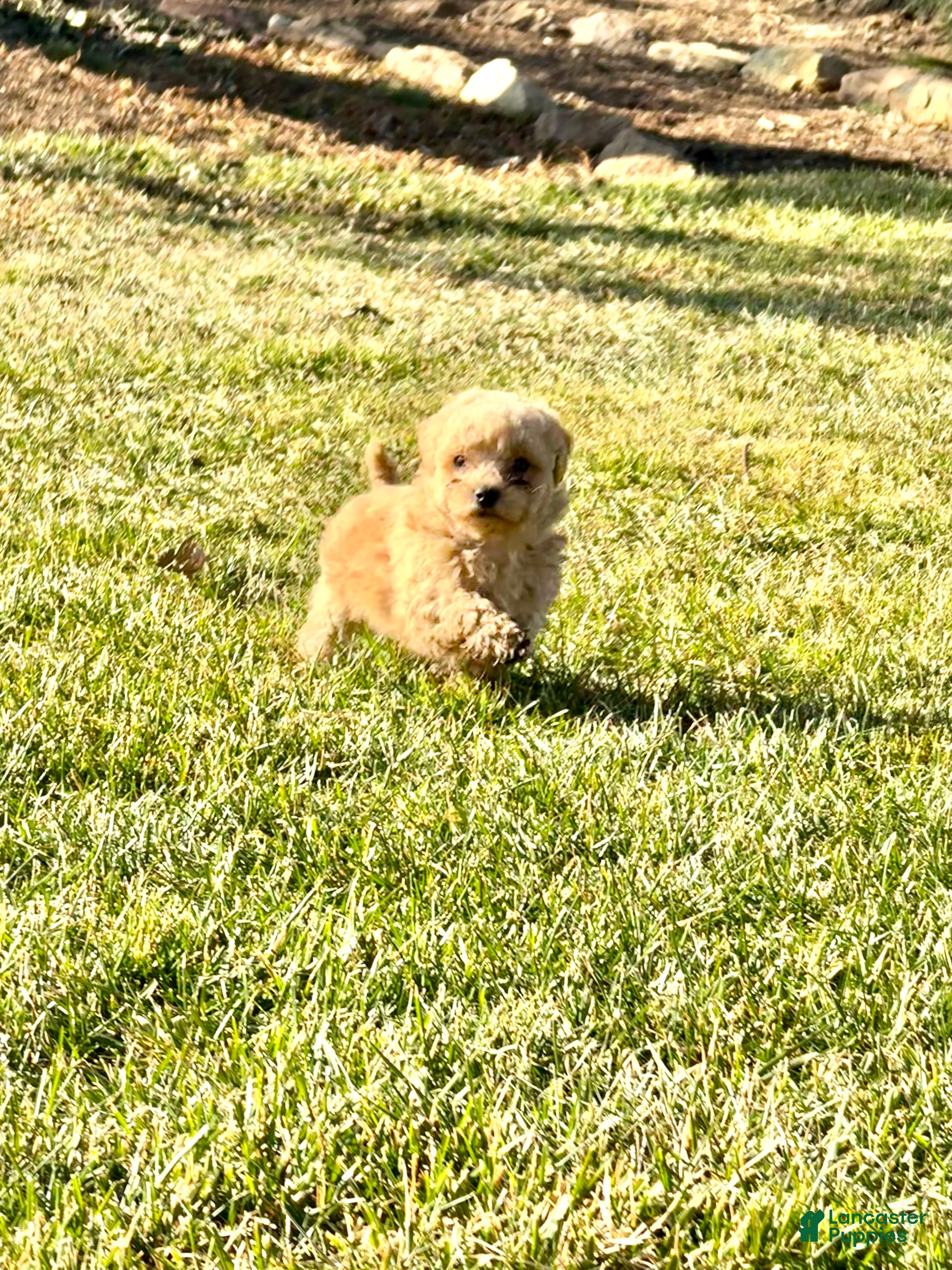 Toy Poodle dogs Tyson - Ad 2