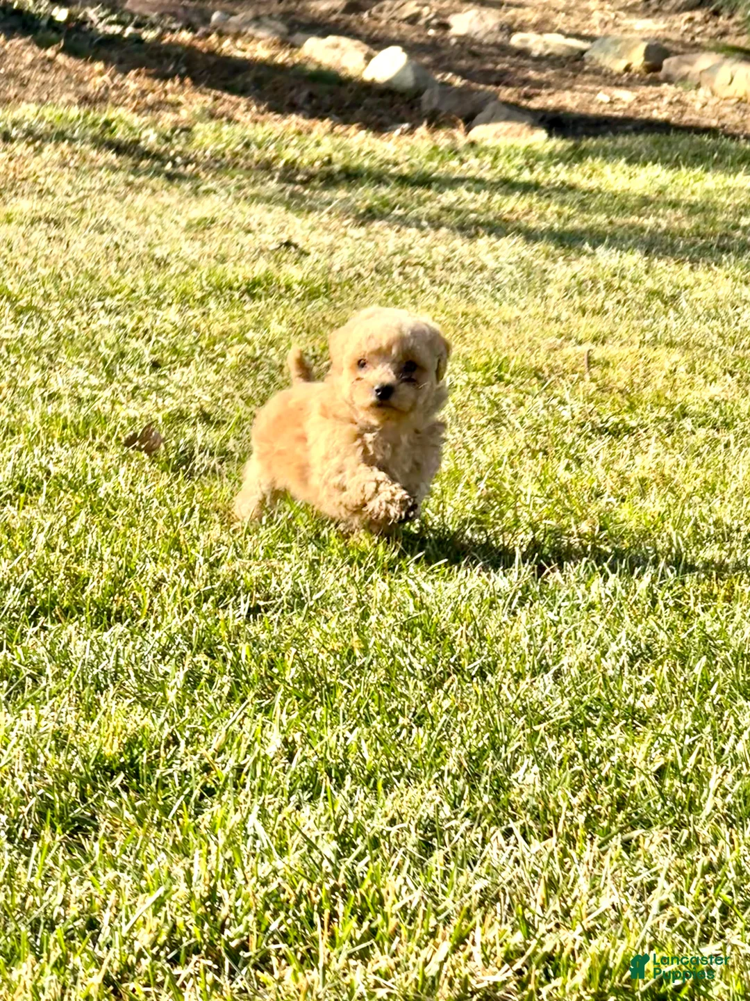 Toy Poodle dogs for sale: Tyson - Ad 2