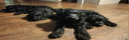 Labradoodle dogs for sale: Labradoodle dark purple collar - Ad 1