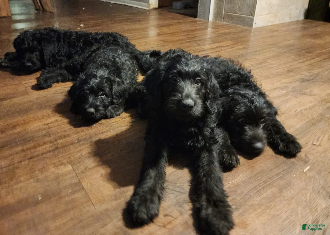 Labradoodle dogs for sale: Labradoodle dark purple collar - Ad 1