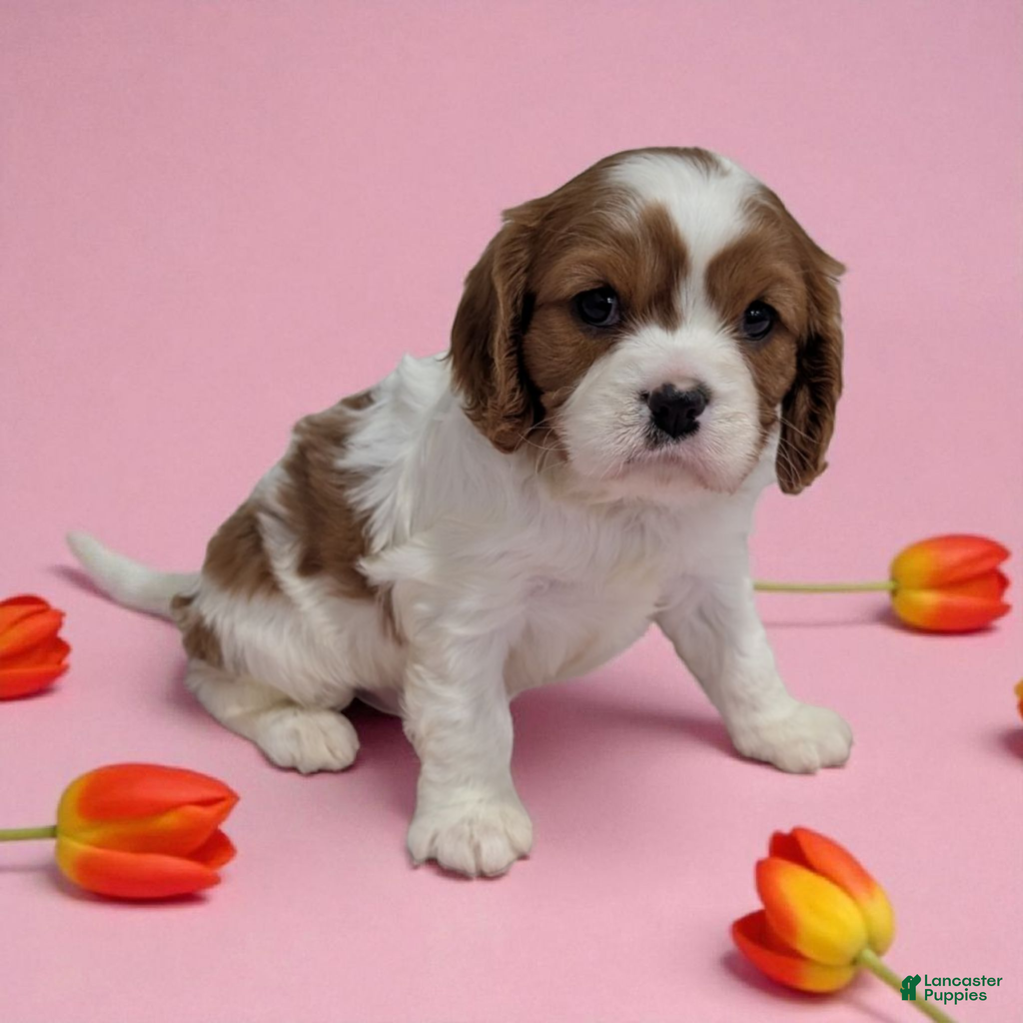Cavalier King Charles Spaniel dogs Mayley - Ad 9