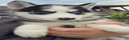 Siberian Husky dogs for sale: Emerson  - Ad 15