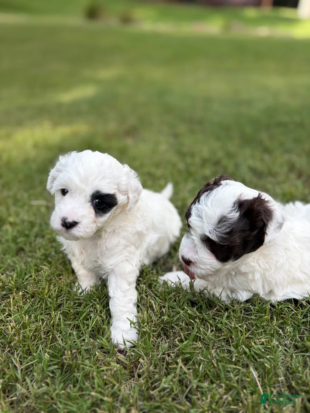 Havapoo dogs for sale: Havapoo 2 - Ad 2