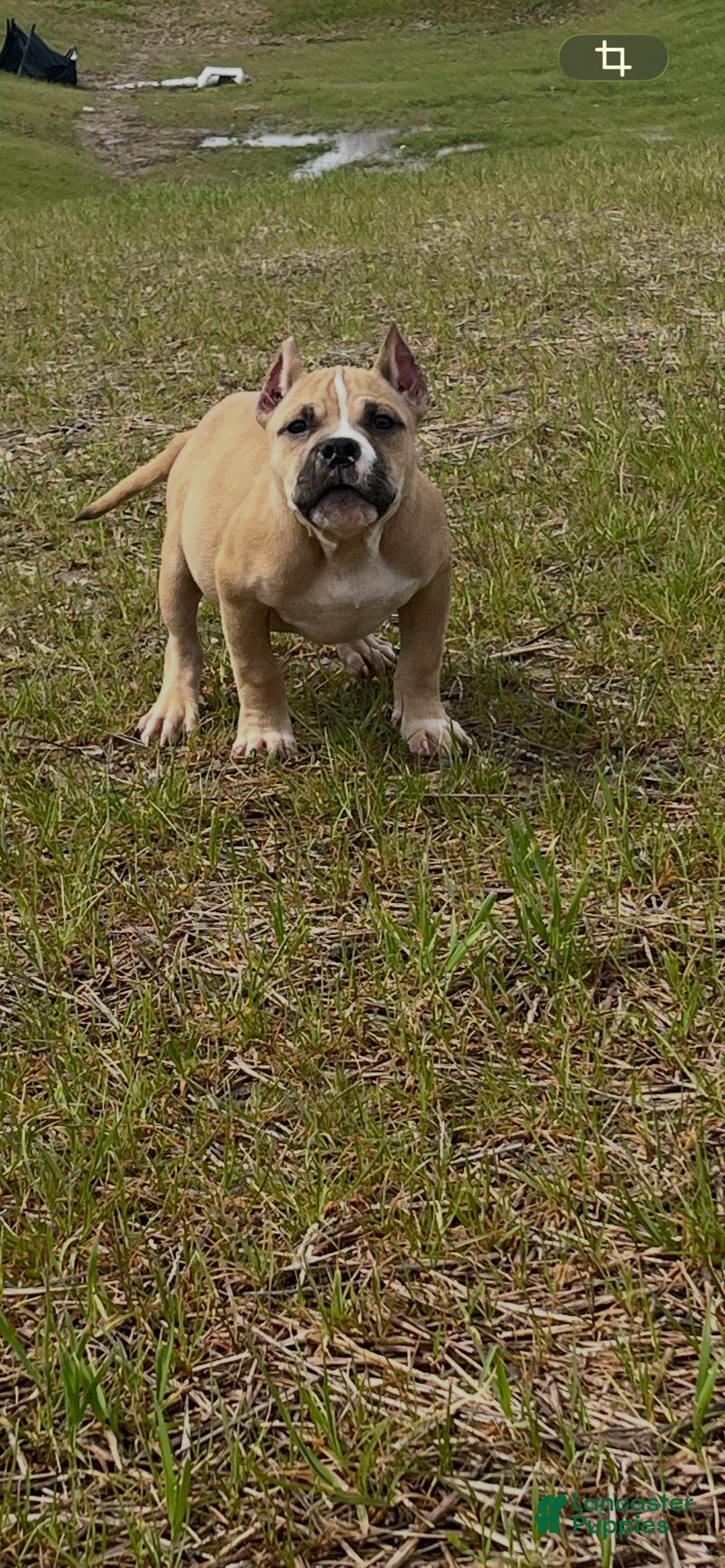 American Bully dogs American Bully Puppy 2 - Ad 1