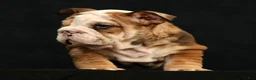 English Bulldog dogs for sale: Diesel - Ad 9