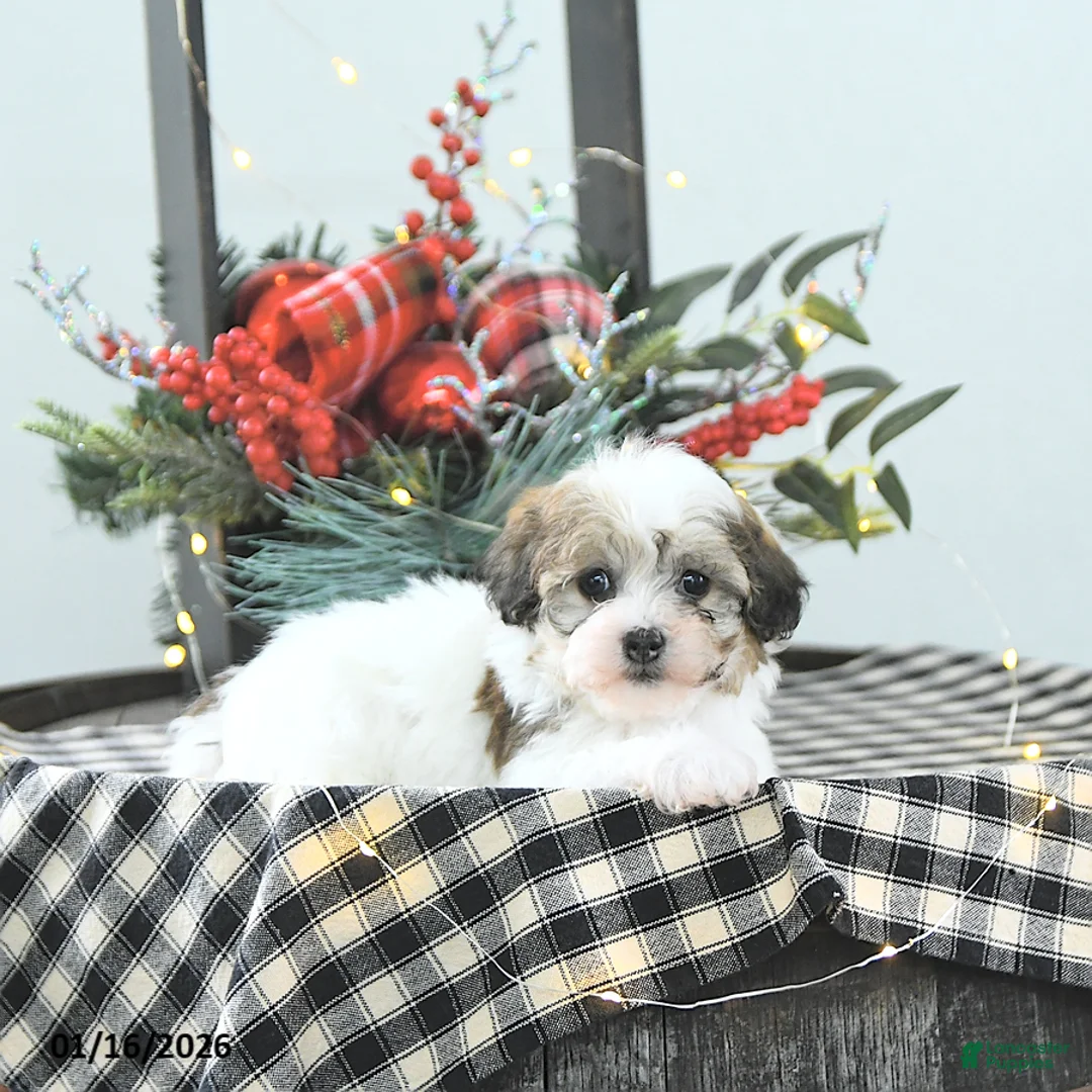 Havapoo dogs for sale: Enzo - Ad 10