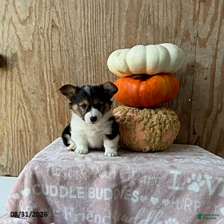Welsh Corgi Pembroke dogs Echo - Ad 2