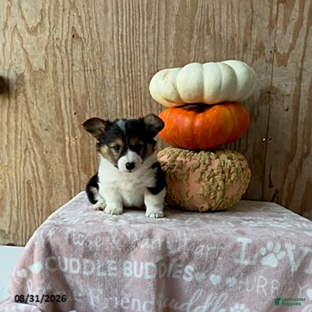 Welsh Corgi Pembroke dogs for sale: Echo - Ad 2