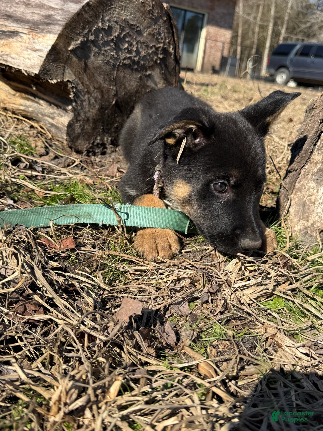 German Shepherd dogs for sale: Purple - Ad 4