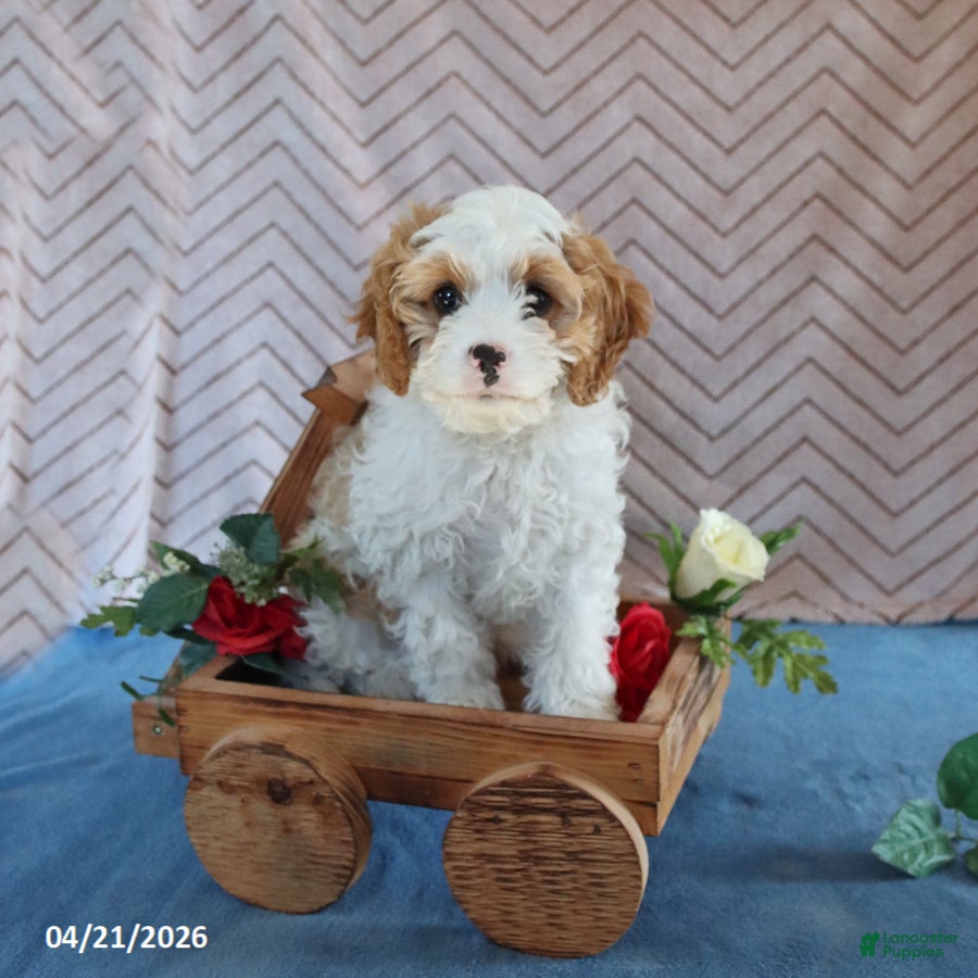 Cavapoo dogs Spotty - Ad 2