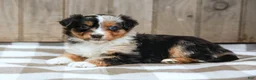 Australian Shepherd dogs for sale: Rylie - Ad 2