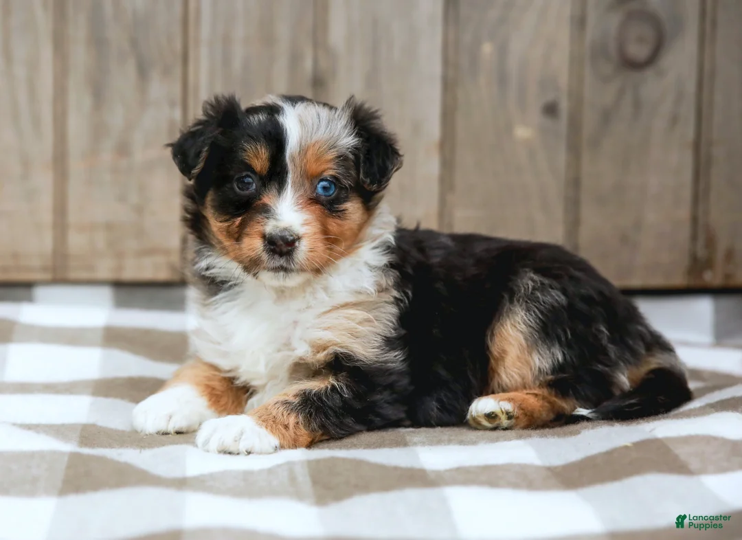 Australian Shepherd dogs for sale: Rylie - Ad 2