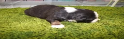 Miniature Australian Shepherd dogs for sale: Jubilee - Ad 9