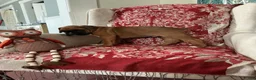 Boxer dogs for sale: Munich - Ad 2