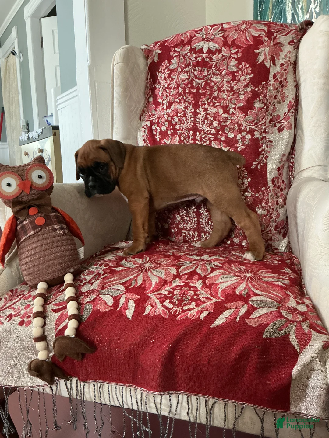 Boxer dogs for sale: Munich - Ad 2