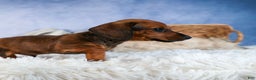 Miniature Dachshund dogs for sale: Cody - Ad 2