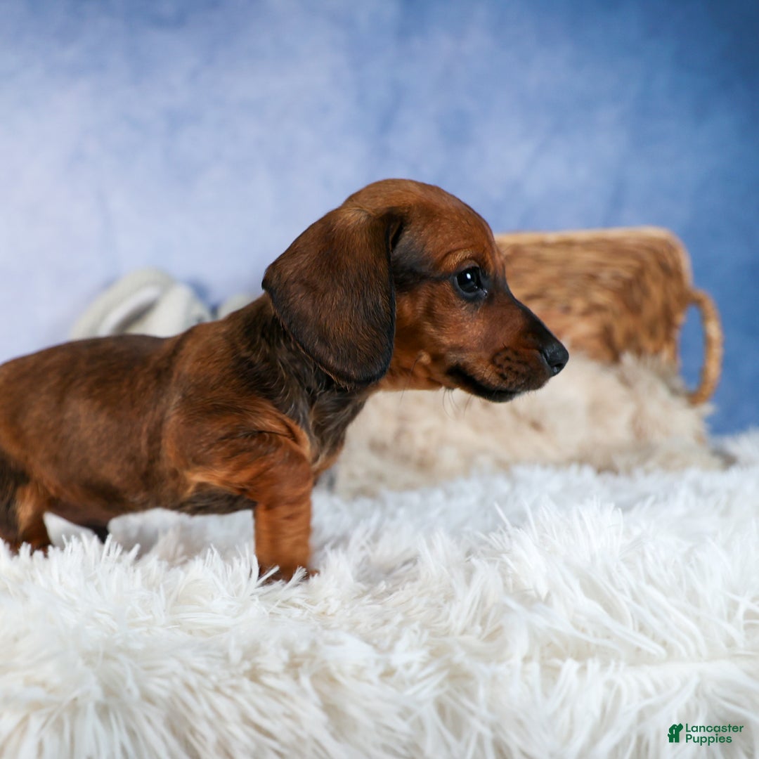 Miniature Dachshund dogs for sale: Cody - Ad 2