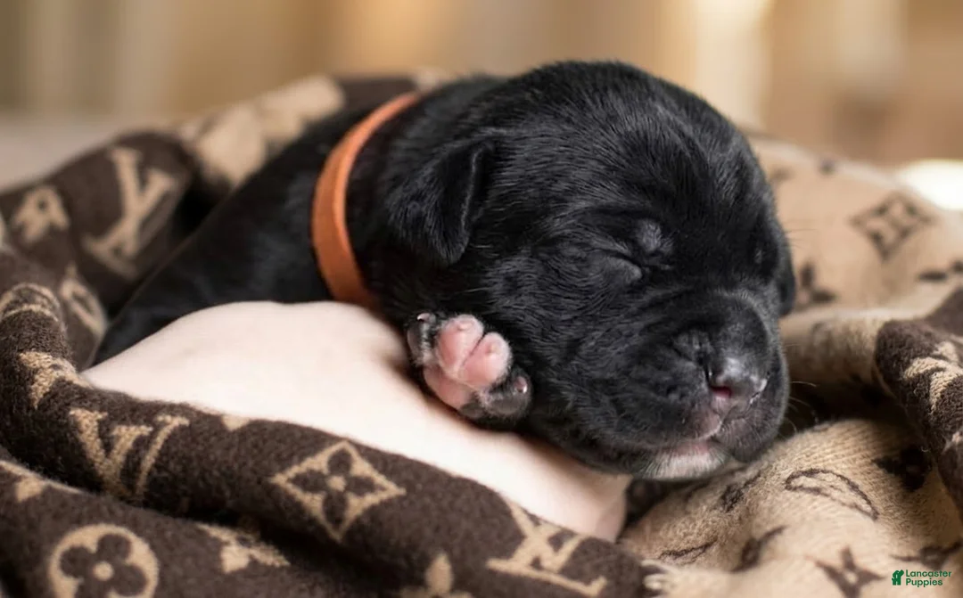 Cane Corso dogs for sale: Midnight Groove’s Ascension - Ad 2