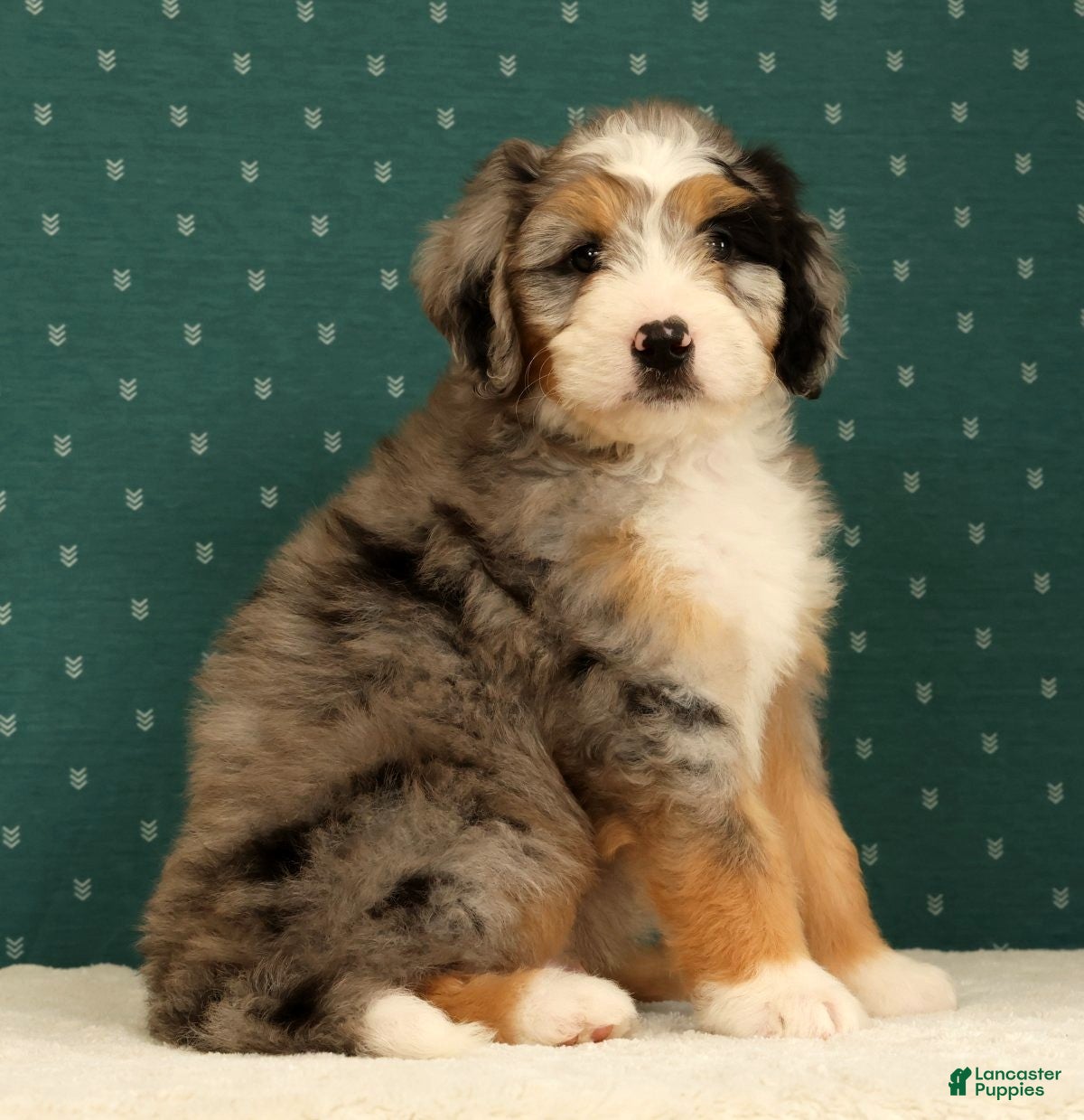 Mini Bernedoodle dogs Ollie - Ad 2