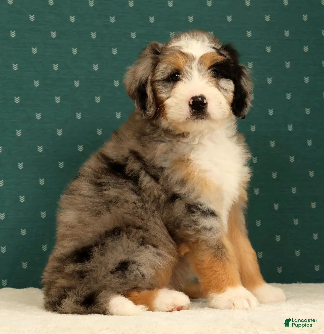 Mini Bernedoodle dogs for sale: Ollie - Ad 2