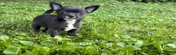 Chihuahua dogs for sale: Poppy  - Ad 3