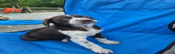 Mixed Breed dogs for sale: Mixed Breed Puppy 2 - Ad 5