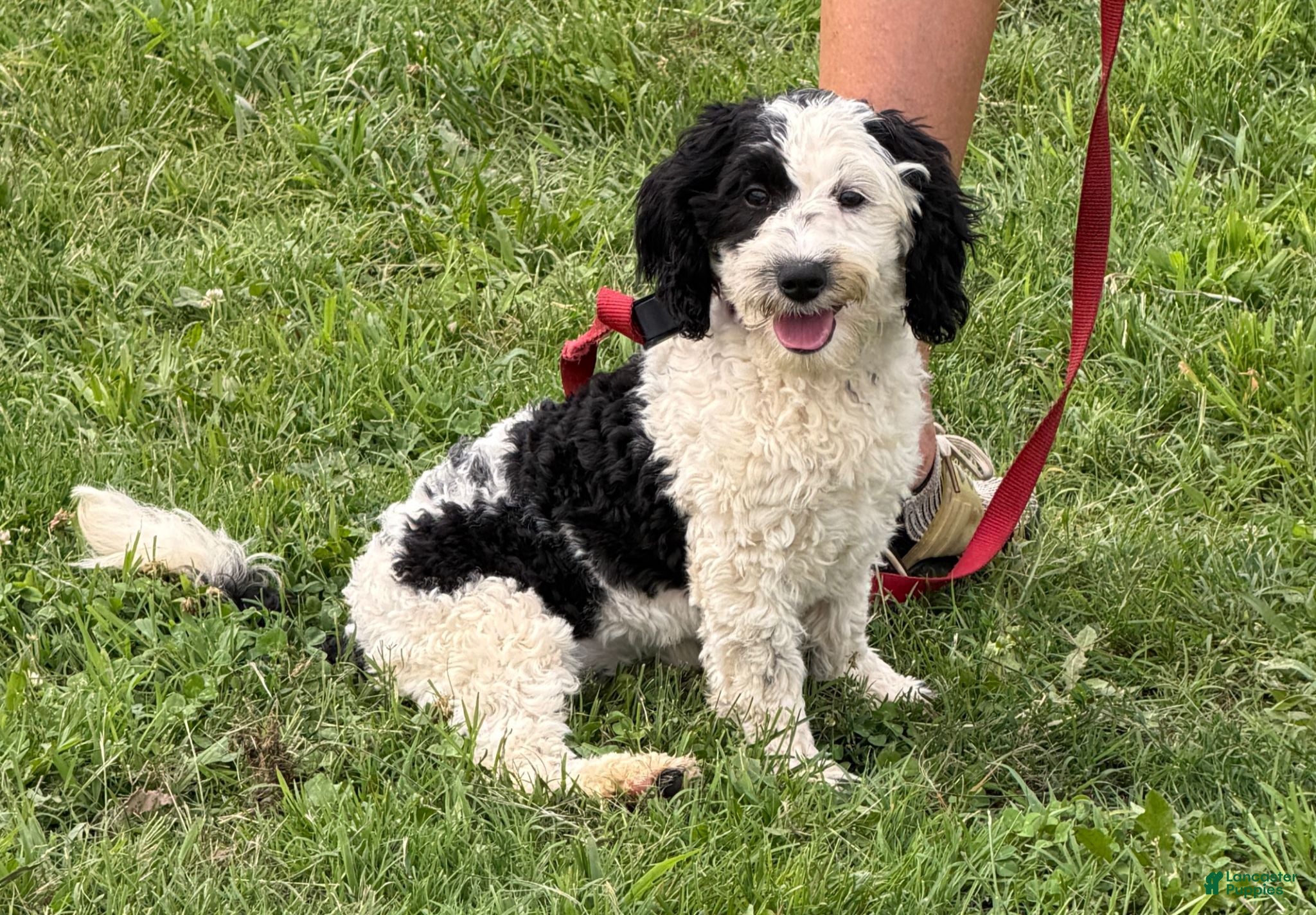 Labradoodle dogs Oreo - Ad 9