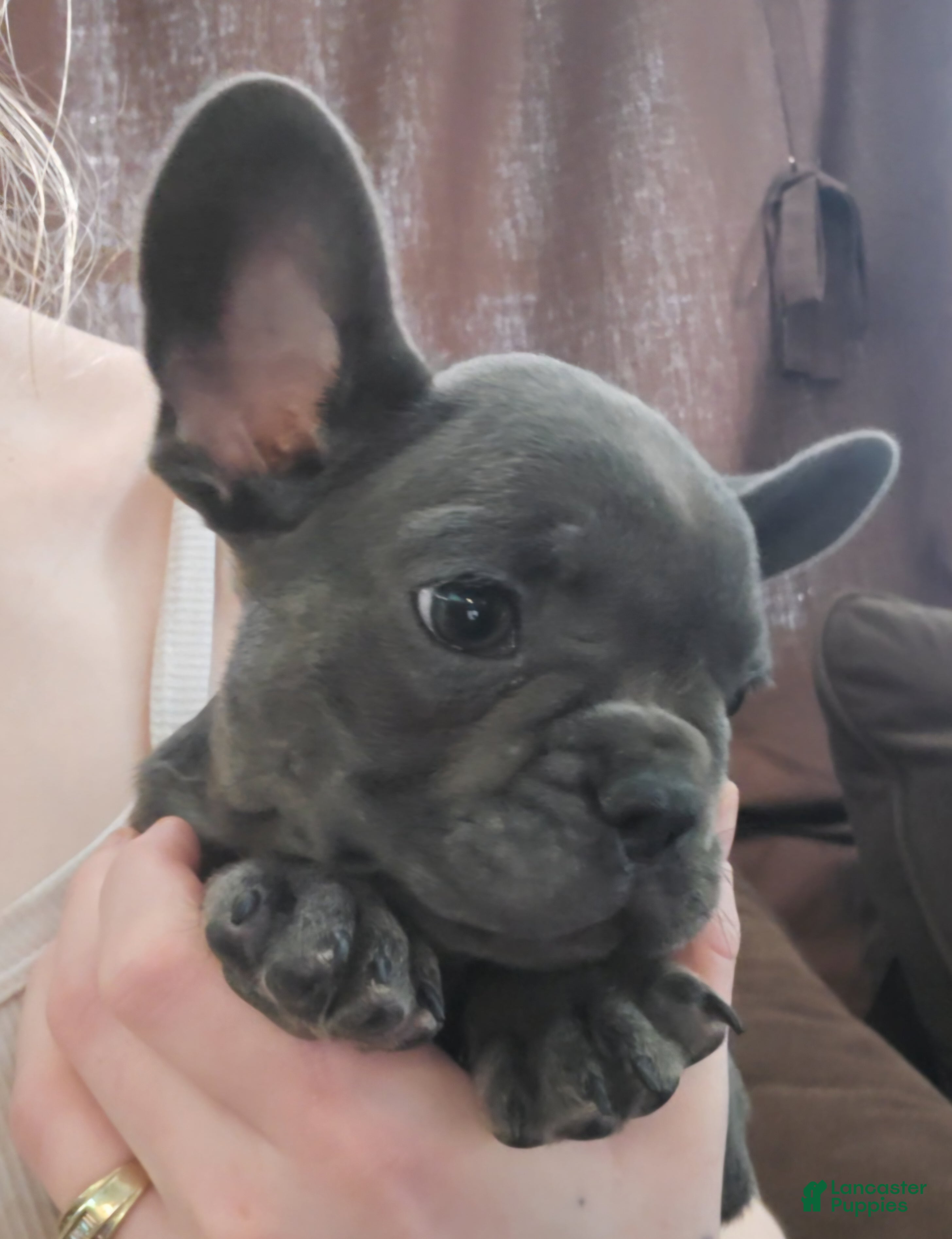 French Bulldog dogs Carl - Ad 1