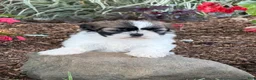 Shih Tzu dogs for sale: Queenie Shih Tzu  - Ad 8
