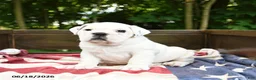 Olde English Bulldogge dogs for sale: Scooter - Ad 5