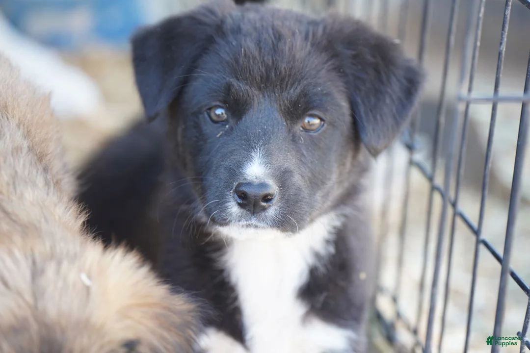 Mixed Breed dogs for sale: Toes M Sylvester - Ad 1