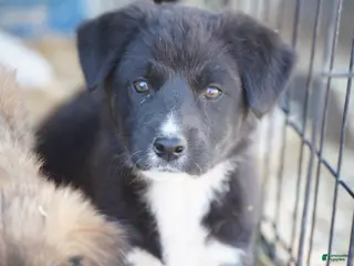 Mixed Breed dogs Toes M Sylvester - Ad 37