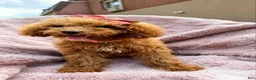 Miniature Poodle dogs for sale: Millie- Genetically health tested Parents/Potty Training - Ad 12