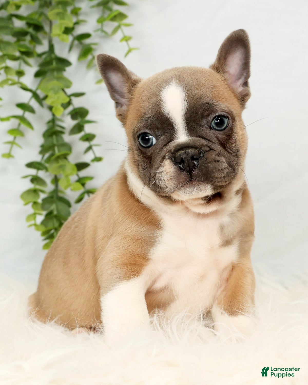 Frenchton dogs Bentley - Ad 2
