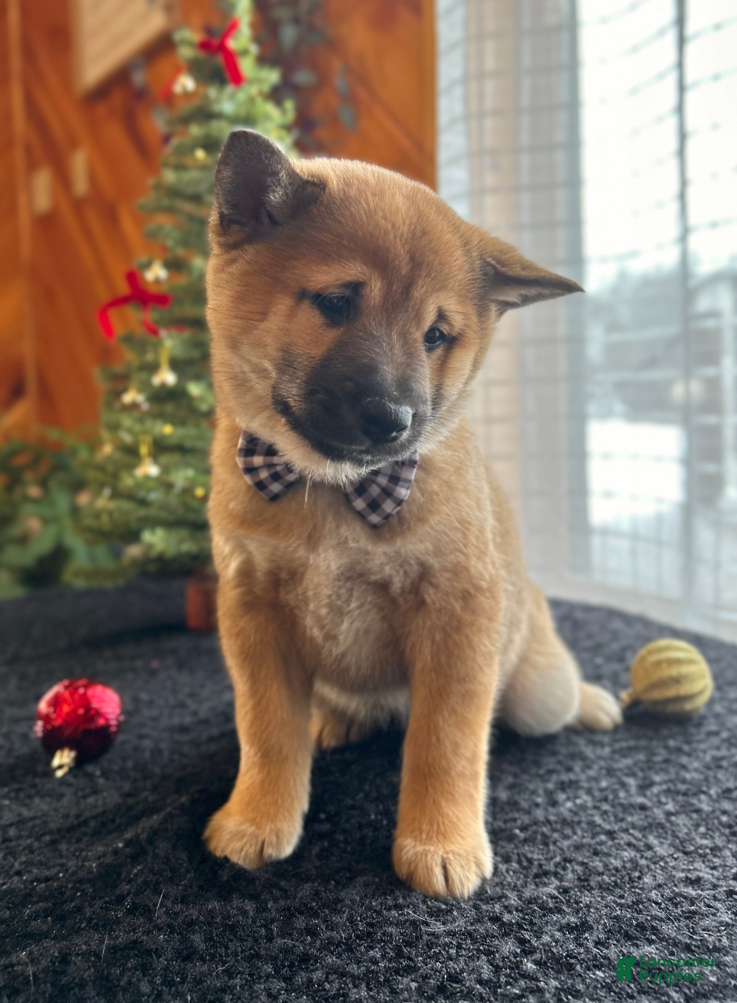 Shiba Inu dogs Lane - Ad 25