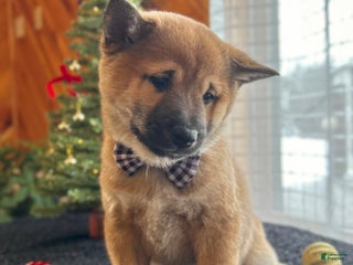 Shiba Inu dogs Lane - Ad 8