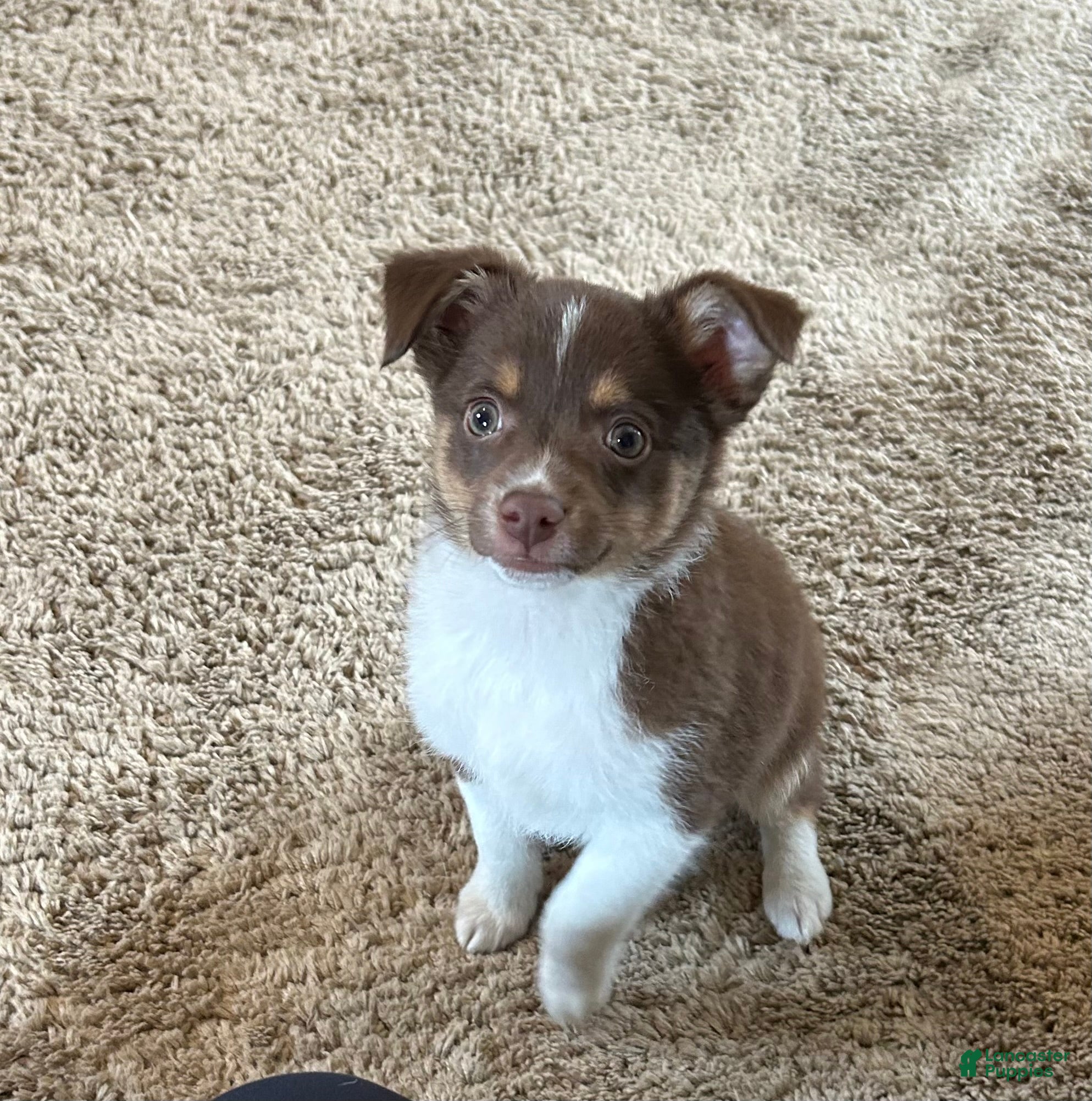 Miniature Australian Shepherd dogs Will - Ad 14