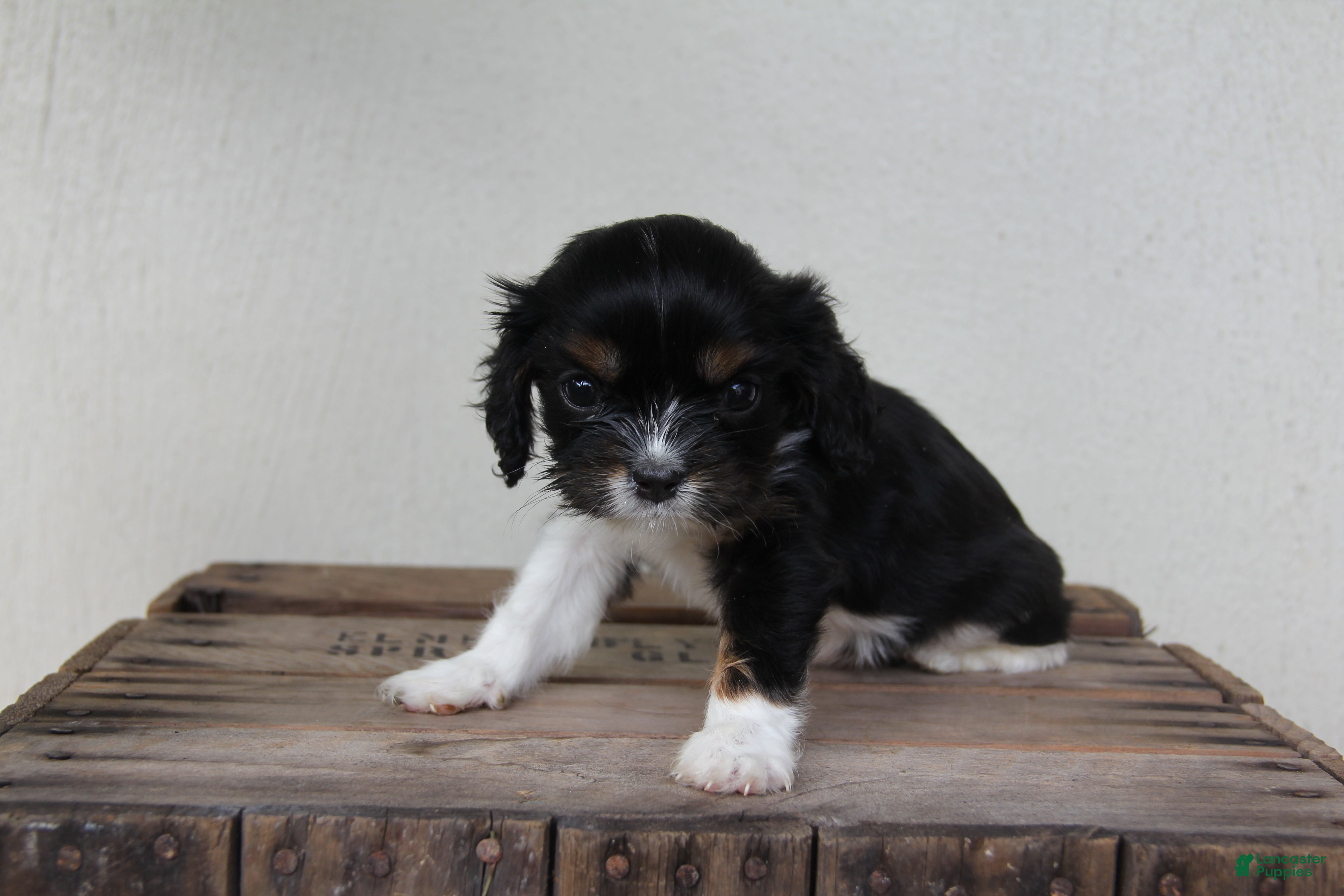Cavalier King Charles Spaniel dogs Oreo - Ad 2