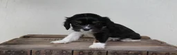 Cavalier King Charles Spaniel dogs for sale: Oreo - Ad 2