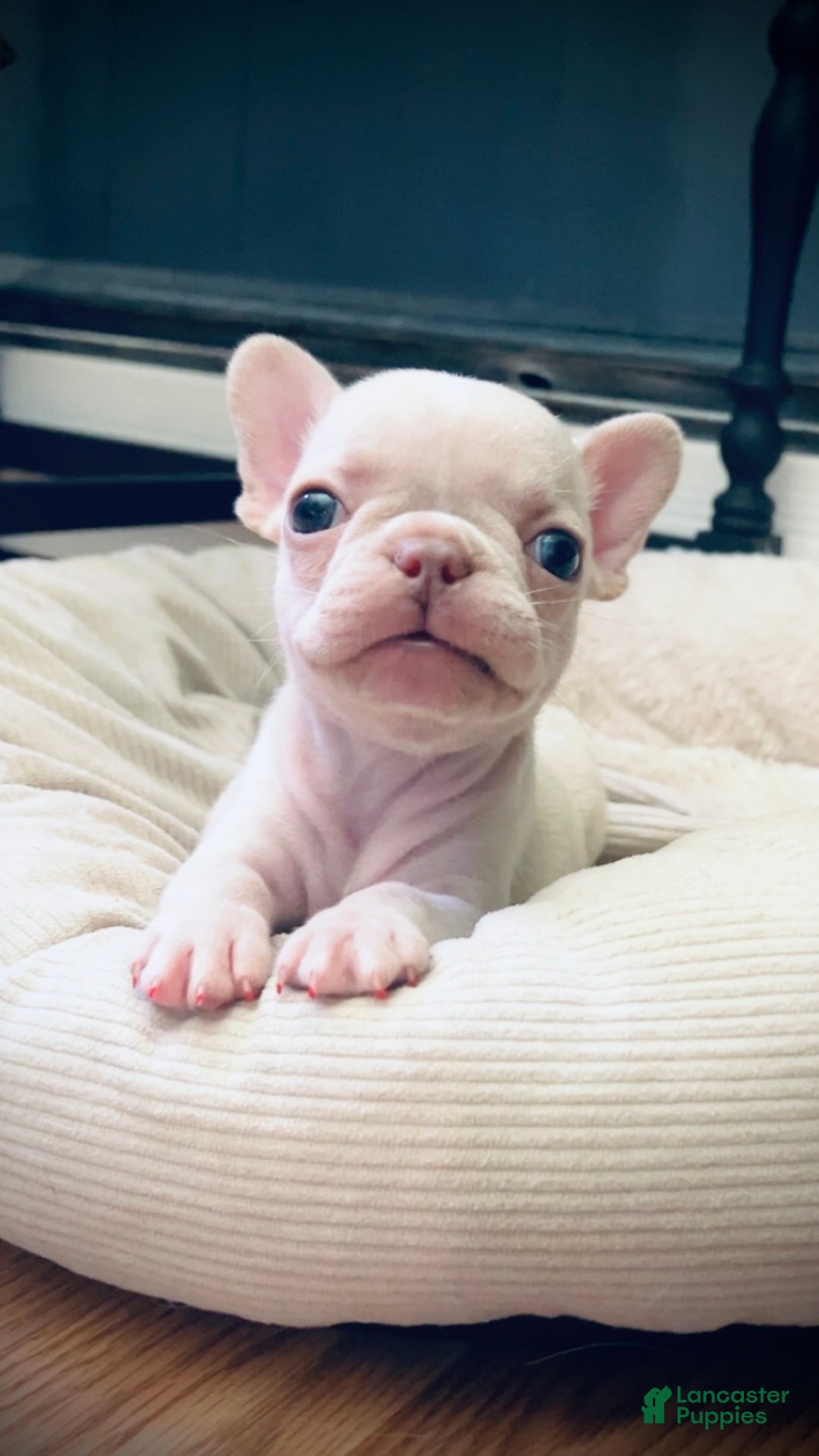 French Bulldog dogs for sale: Koia - Ad 2