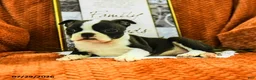 Boston Terrier dogs for sale: Zoe - Ad 5