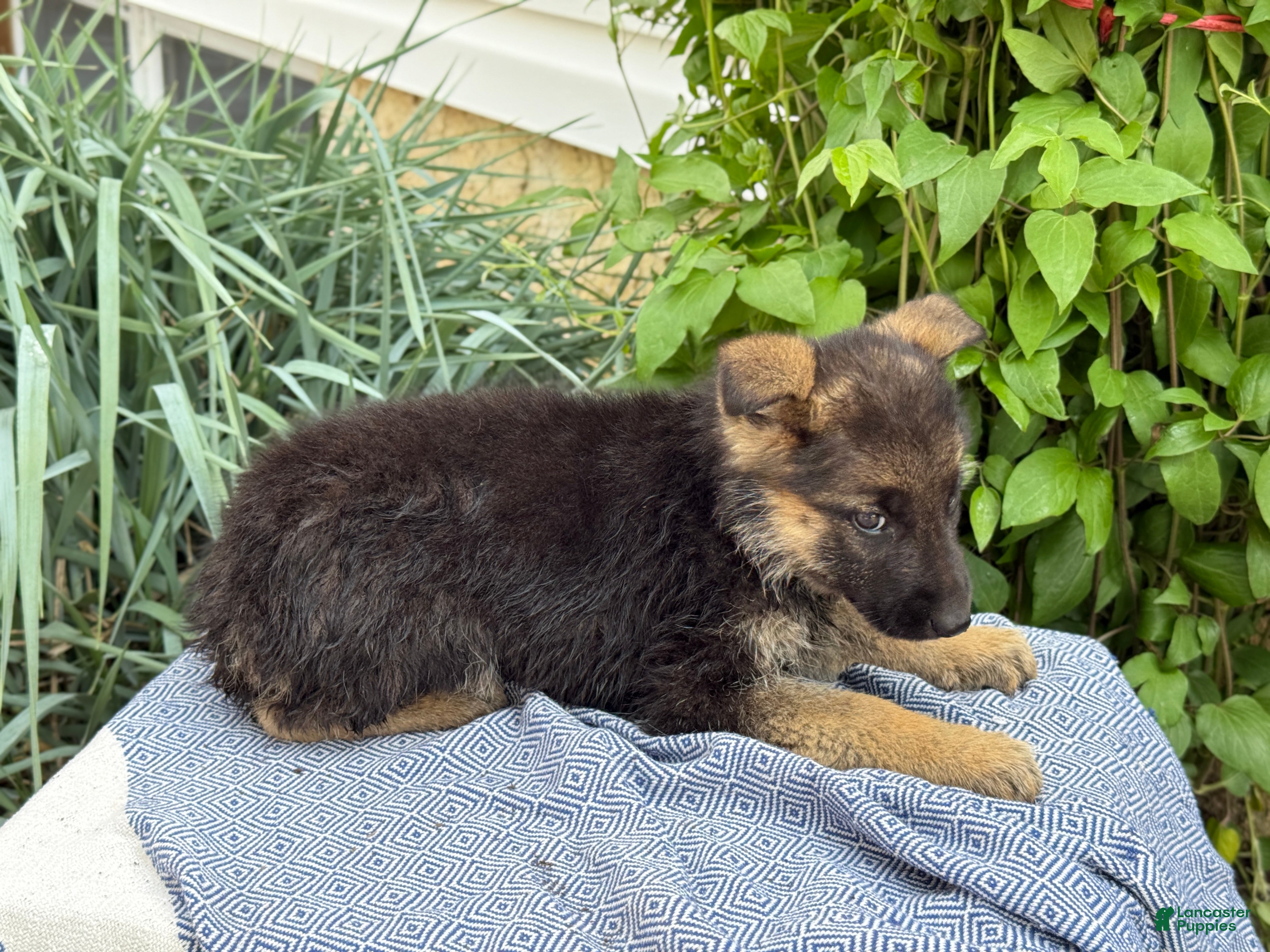 German Shepherd dogs Goldie - Ad 2