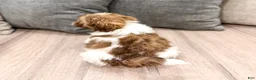 Shih Tzu dogs for sale: Cash - Ad 5