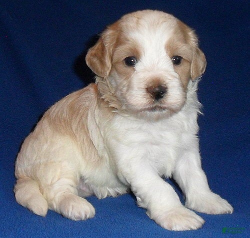 Shihpoo dogs Benji - Ad 1