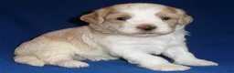 Shihpoo dogs for sale: Benji - Ad 1