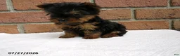 Yorkshire Terrier dogs for sale: Toby - Ad 5