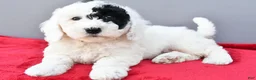 Mini Sheepadoodle dogs for sale: Theo - Ad 6