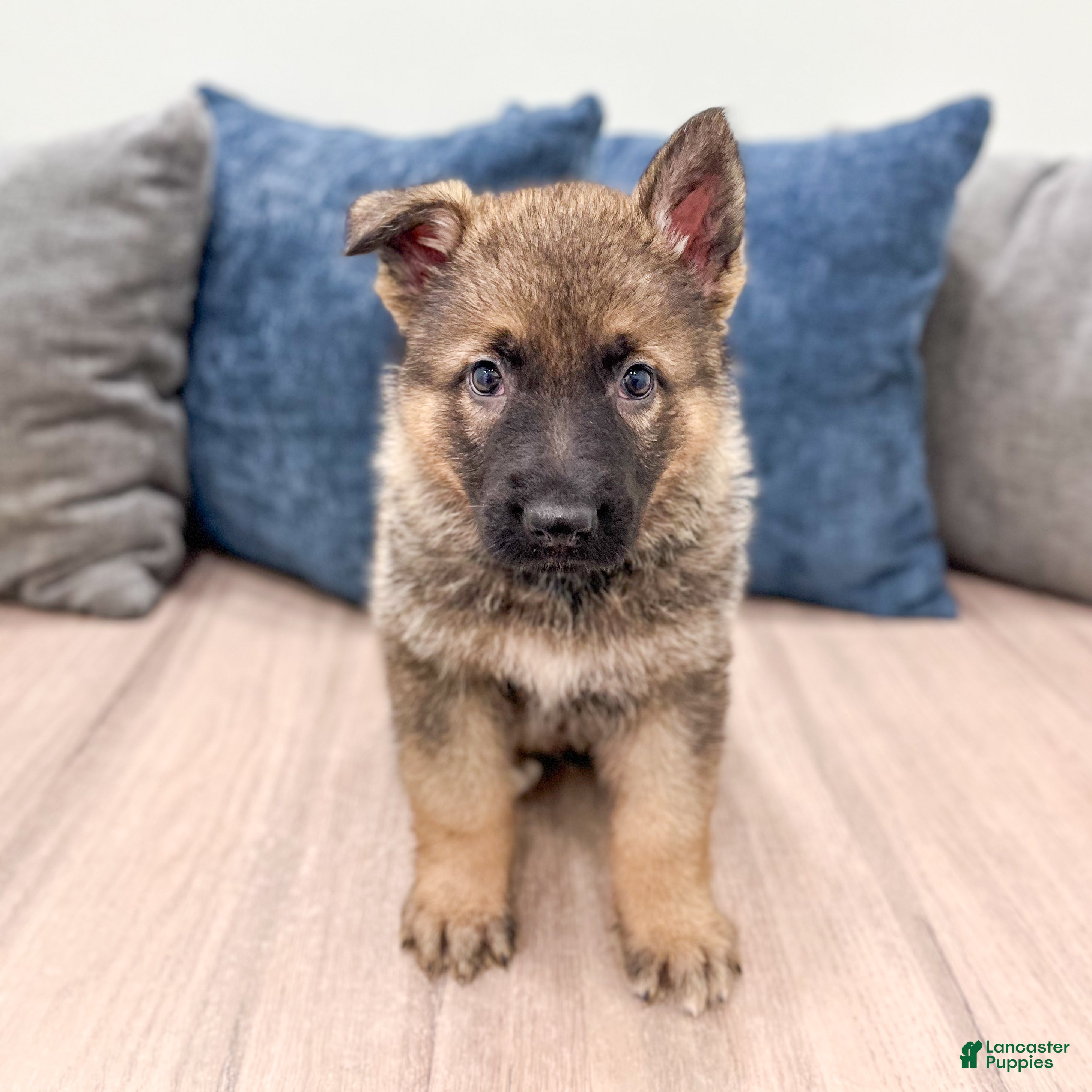 German Shepherd dogs Kenny - Ad 1