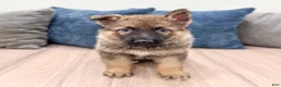 German Shepherd dogs for sale: Kenny - Ad 1